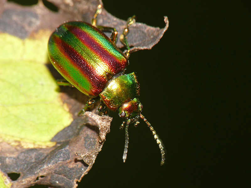 Chrysomelidae:  Oreina (Oreina) speciosa